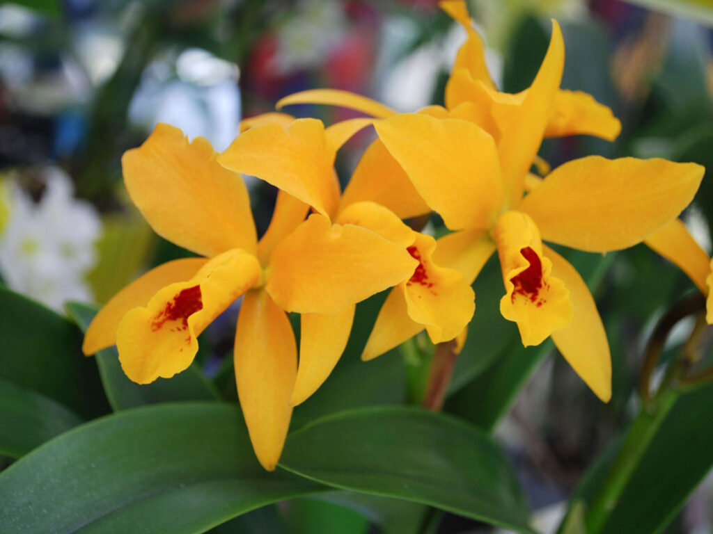 significado de la orquídea