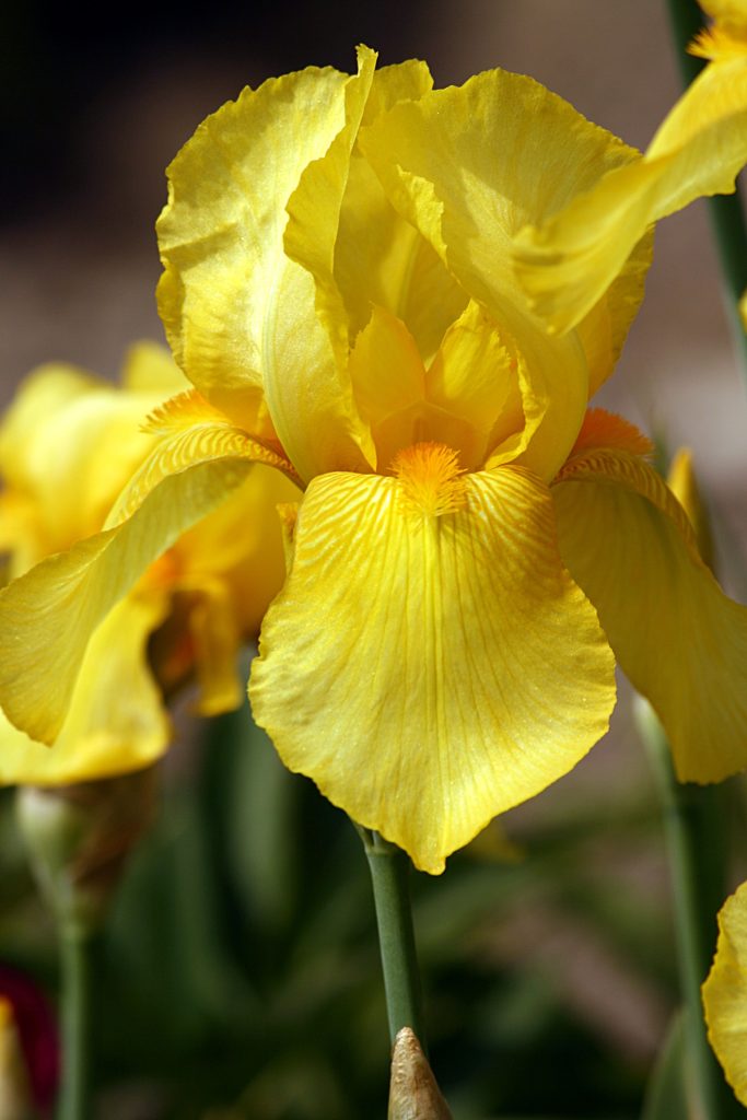 significado de la flor iris