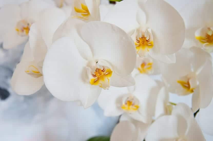 significado de la orquídea