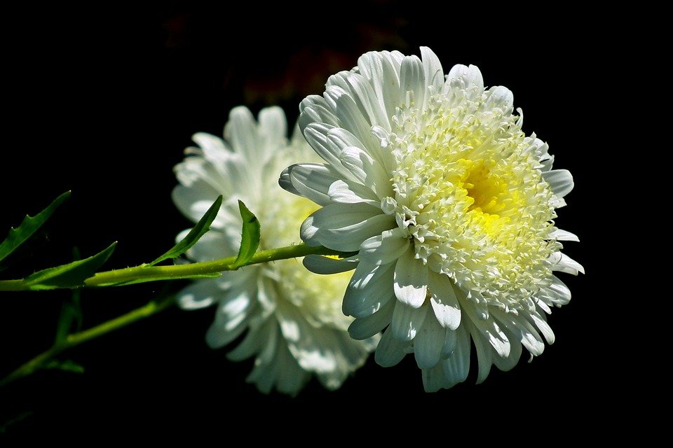 significado espiritual de la flor de aster