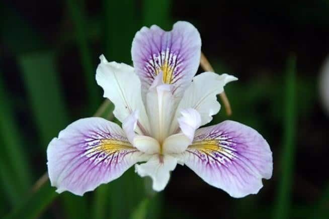 significado de la flor iris