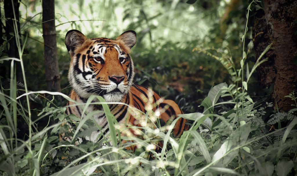 significado espiritual del tigre