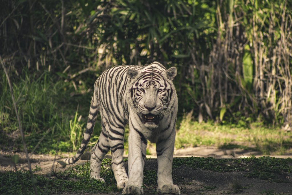 significado espiritual del tigre blanco