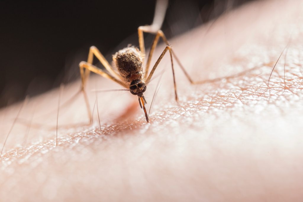 significado espiritual de los mosquitos